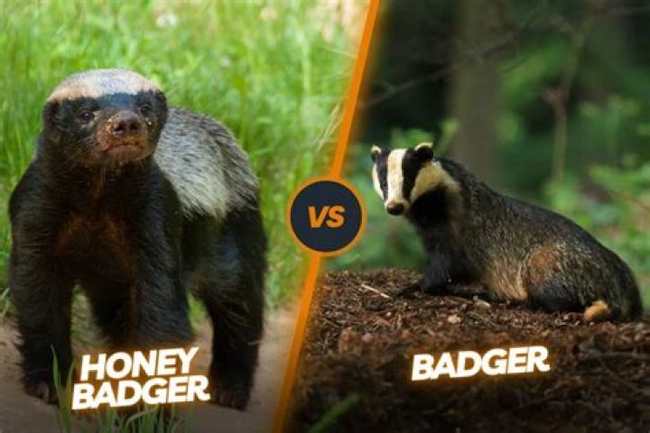 Whats a honey badger?