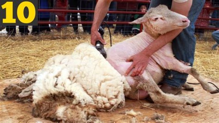 Whats a shearling sheep?