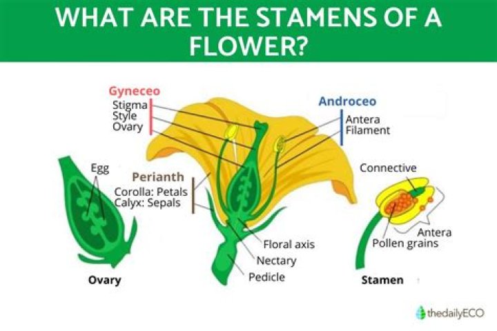 Whats the stamen on a flower?