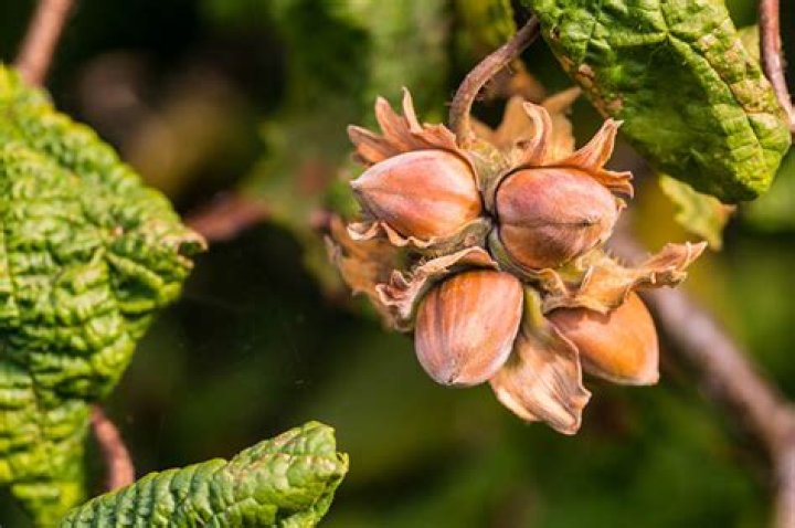 When are hazelnuts ripe?
