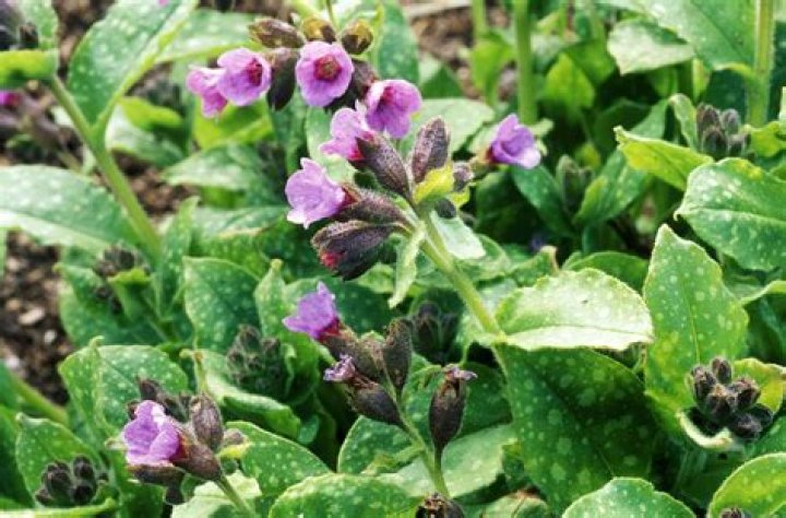 When can you transplant lungwort?