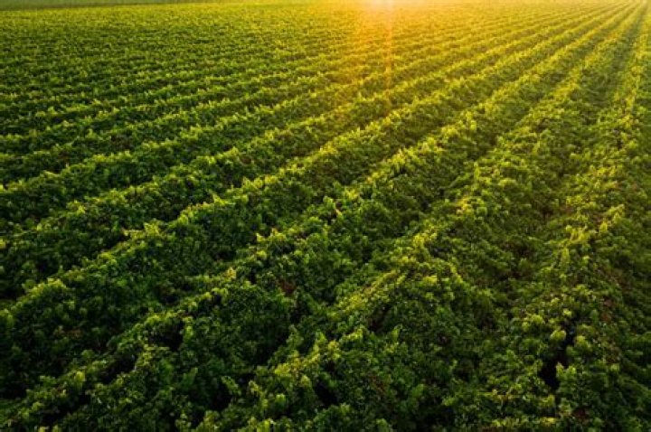 When did california start producing wine?