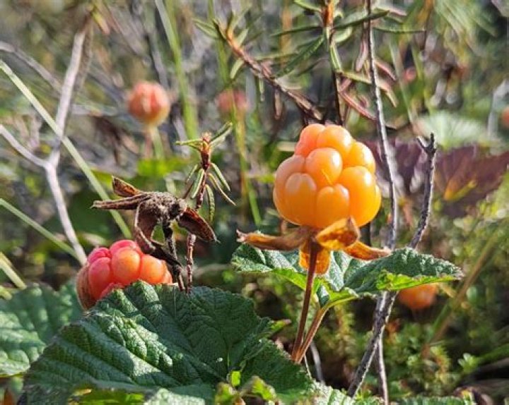 When do cloudberries ripen?