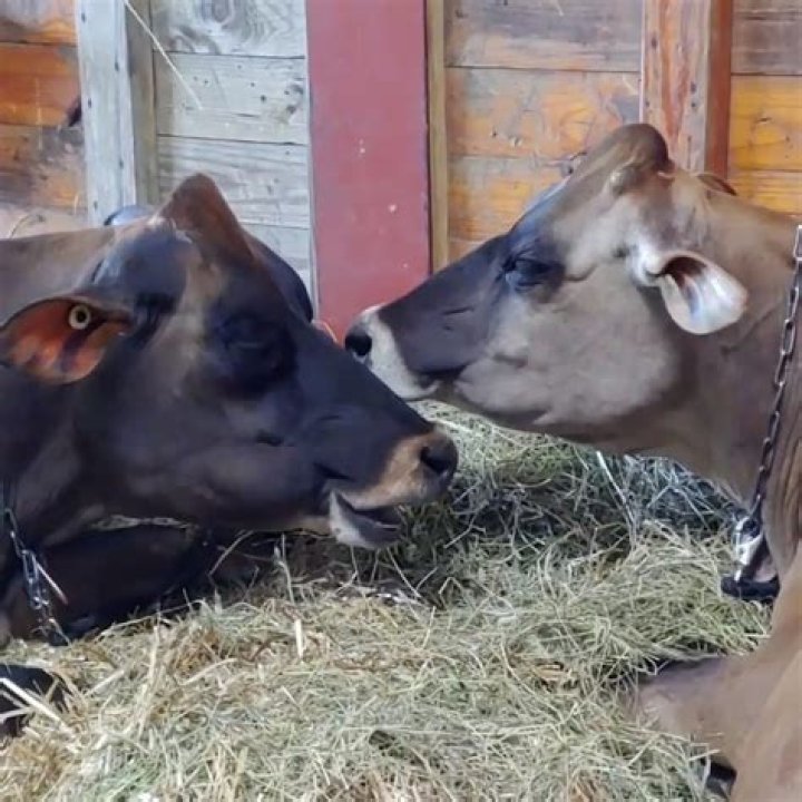 When do cows chew cud?