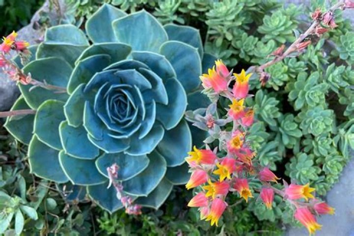 When do echeveria flower?