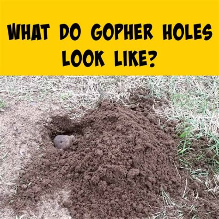 When do gophers dig holes?