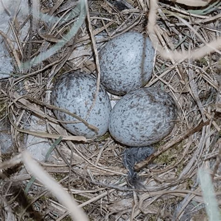 When do hedge sparrows lay eggs?