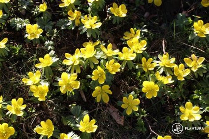 When does aconite flower uk?
