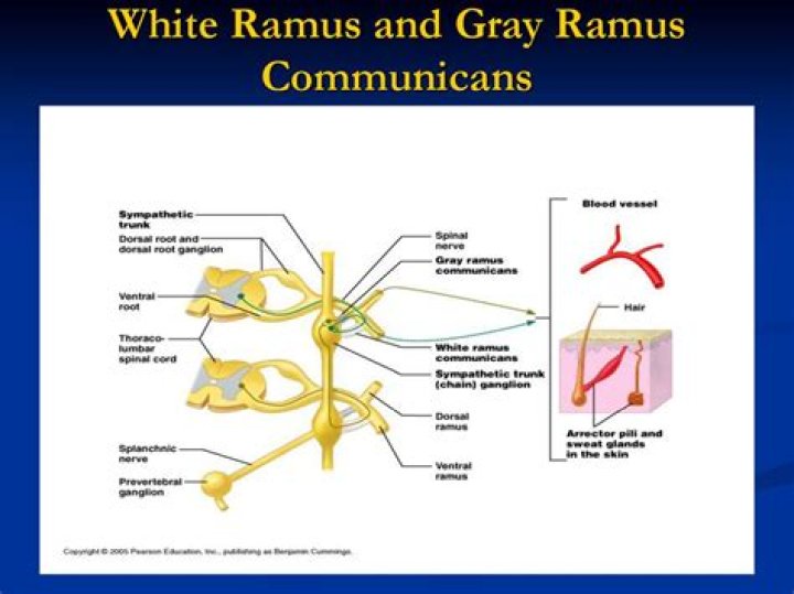 When is gray ramus communicans used?