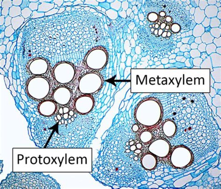 When protoxylem lies towards the centre?