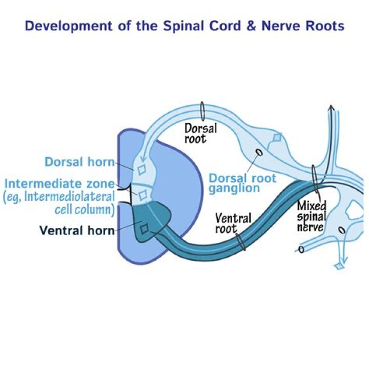 When the dorsal root is cut?