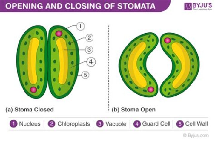 When the stomata are closed at night?