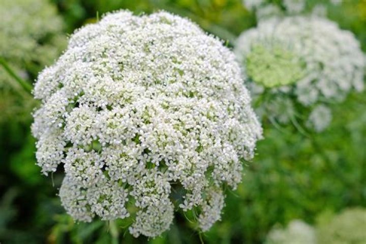 When to plant daucus carota?