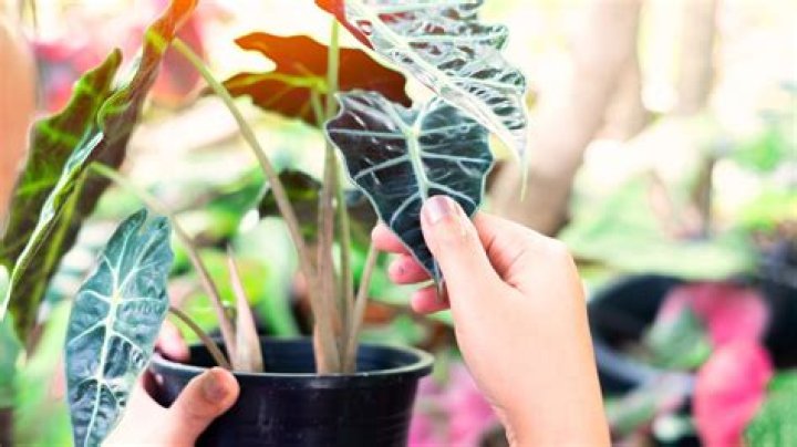 When to repot alocasia?