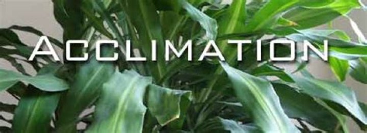 When to use acclimated?