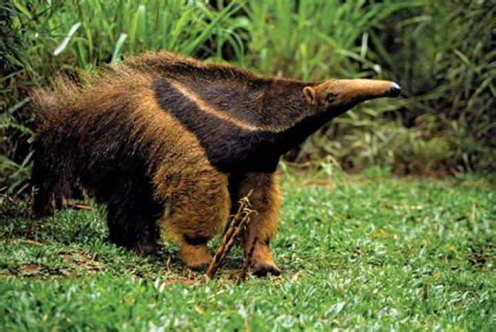 Where are anteaters found?