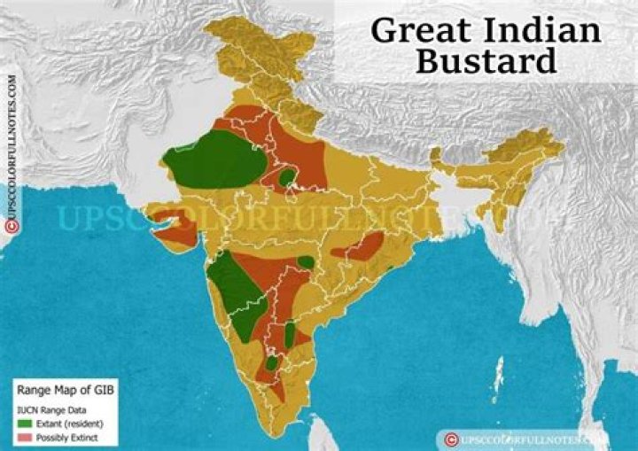 Where are bustard seen?