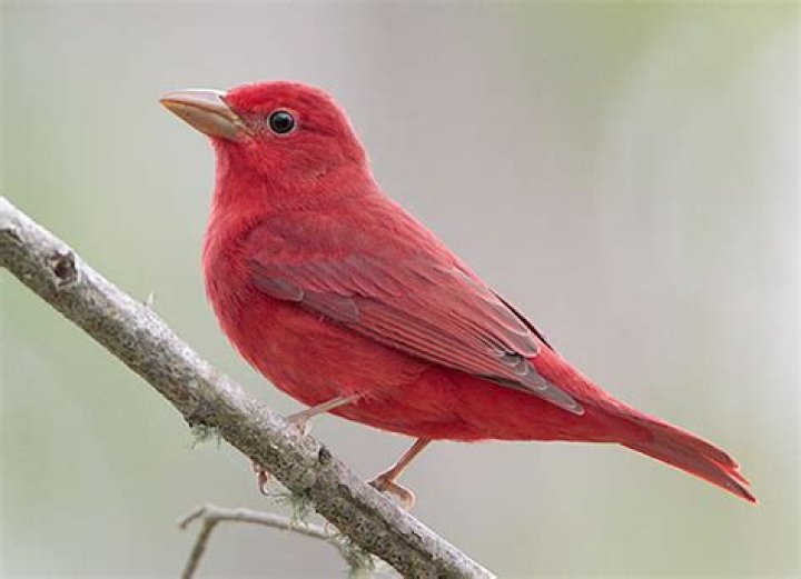 Where are my redbirds?