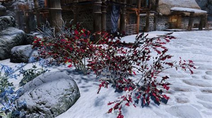 Where are snowberries found skyrim?