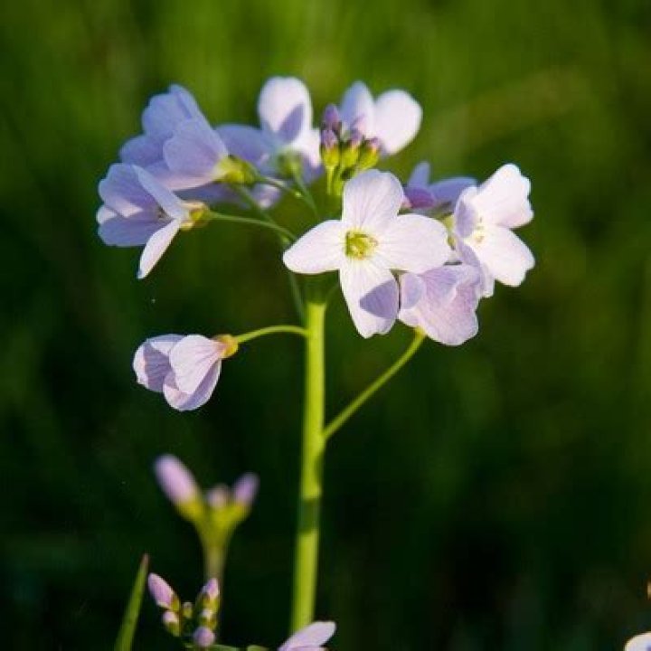 Where can you find a cuckooflower?