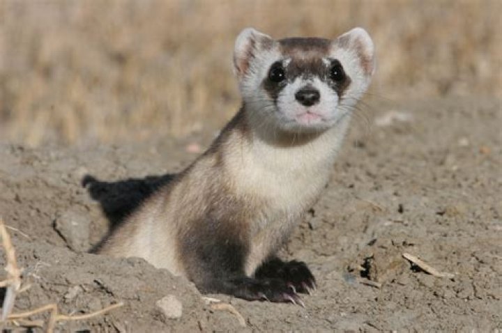 Where do black footed ferrets habitat?