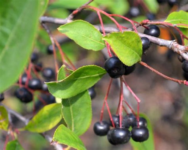 Where do chokeberries grow?