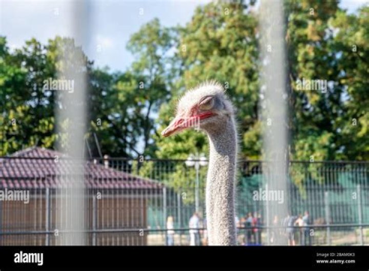 Where do ostriches sleep?