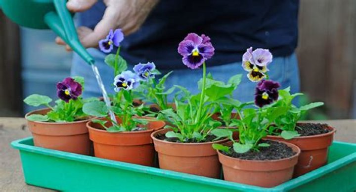 Where do pansies grow?