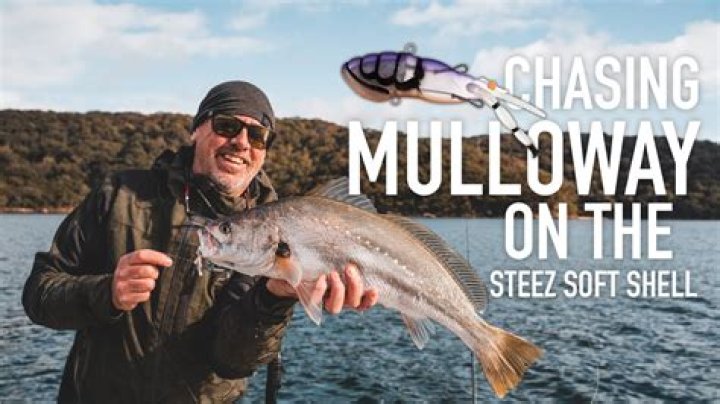 Where do you catch mulloway?