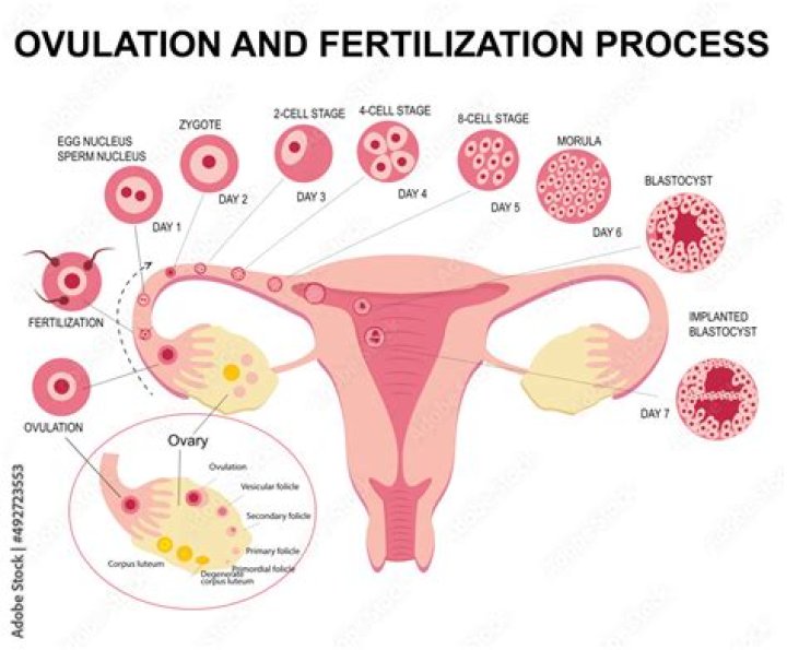 Where does conception occur?