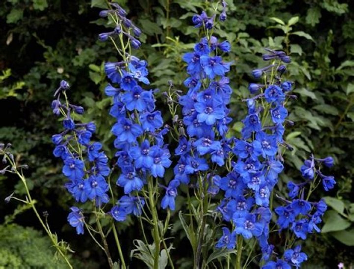 Where does delphinium grow?