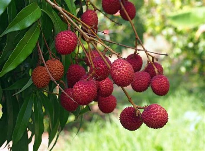 Where does lychee come from?