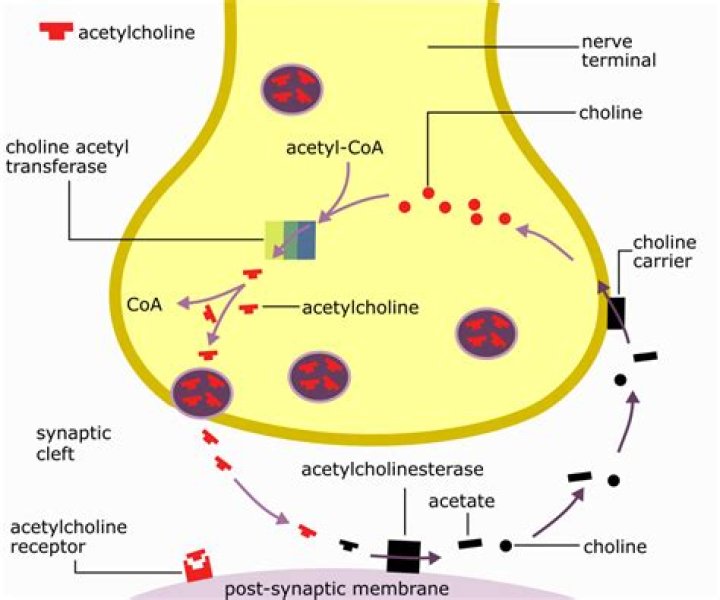 Where is acetylcholine produced in the brain?