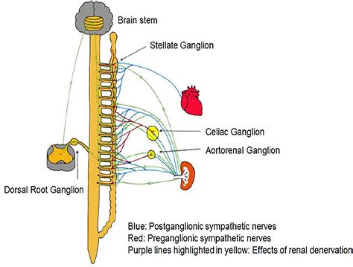 Where is aorticorenal ganglion?