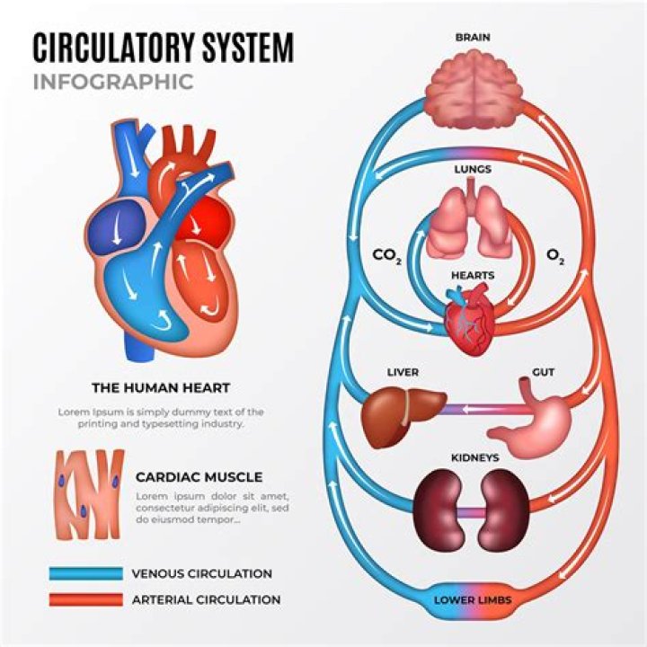 Where is the majority of blood found in the circulatory system?