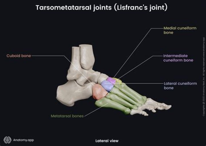 Where is the second tarsometatarsal joint?
