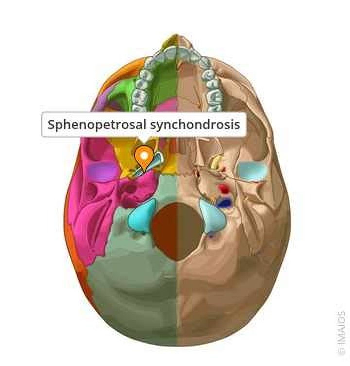 Where is the sphenopetrosal synchondrosis?