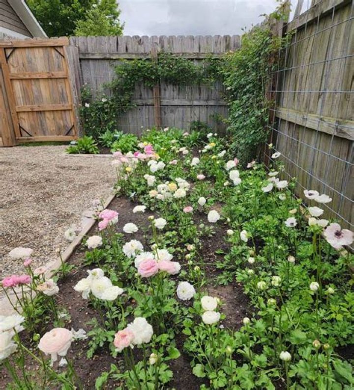 Where to grow anemone?