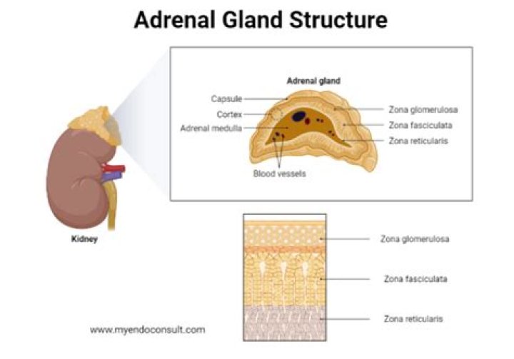 Which does the adrenal cortex secrete?
