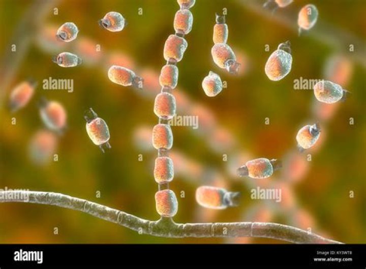 Which fungus has barrel-shaped arthroconidia?