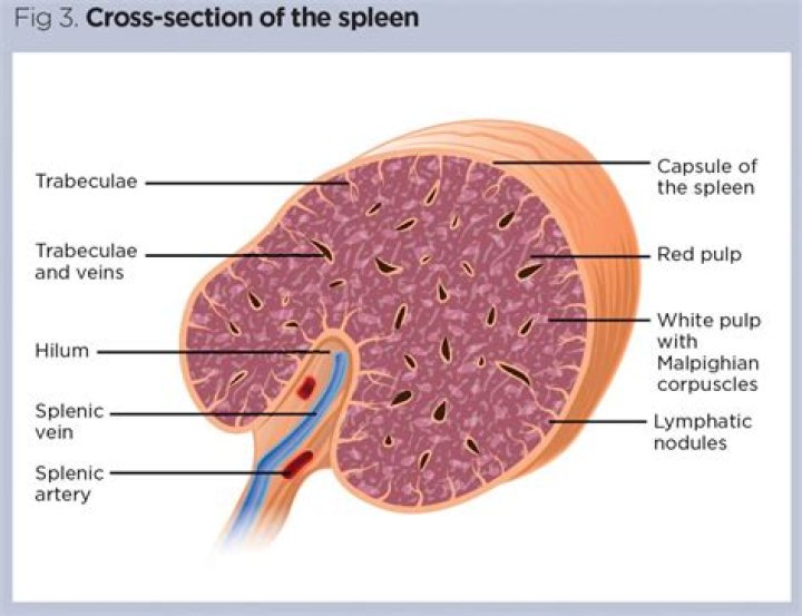 Which lymphoid organ lacks a capsule?