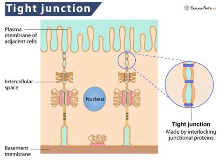 Which of the following describes tight junctions?