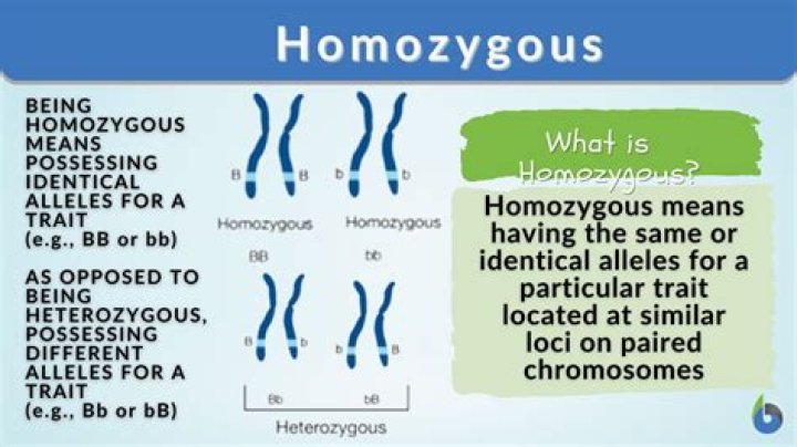 Which of the following increases homozygosity?