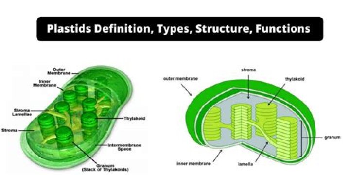 Which of the following is not a function of plastids?