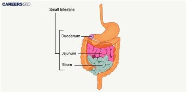 Which part of small intestine is highly coiled?