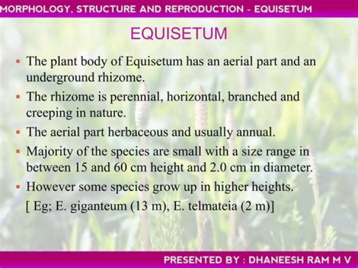 Which portion of equisetum is primarily concerned with photosynthesis?