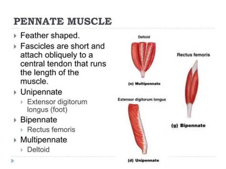 Which type of pennate muscles are feather-like?
