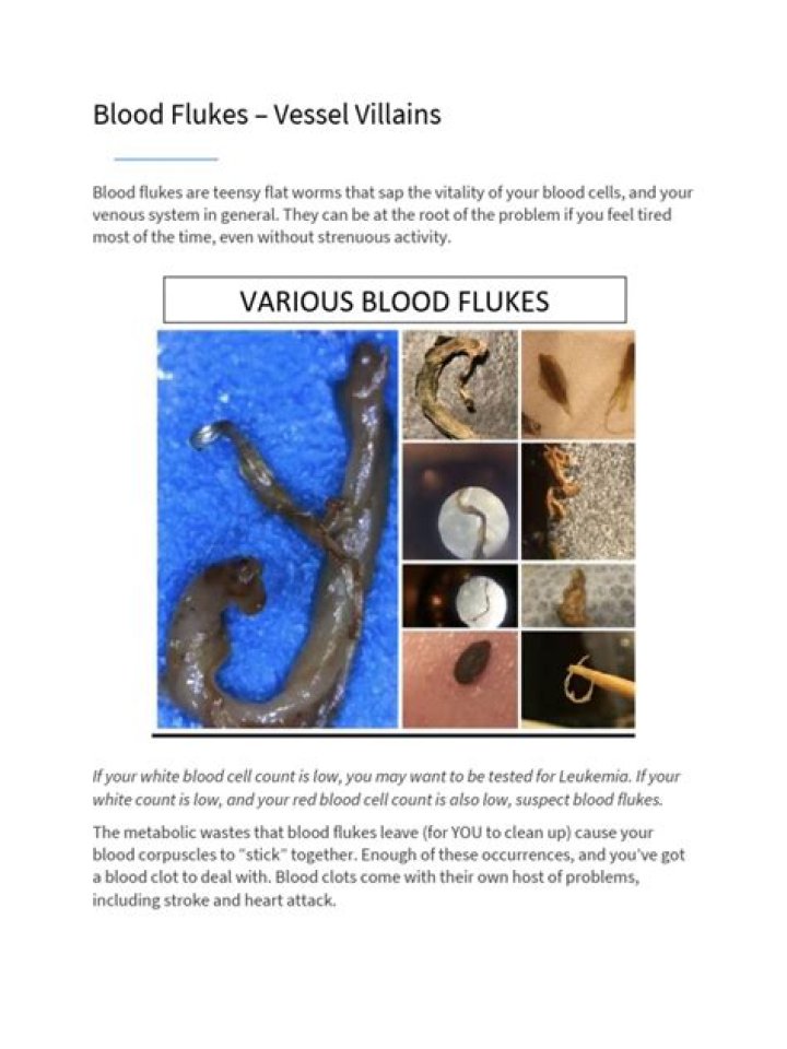 Who discovered blood flukes?