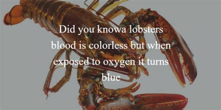 Who do lobsters have blue blood?
