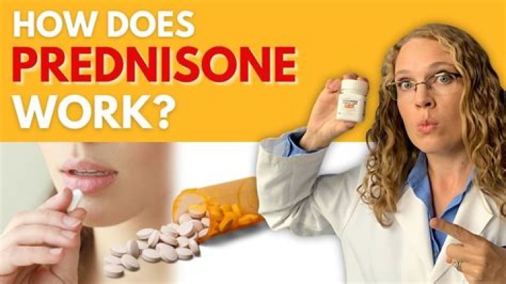 Who does prednisone work?